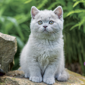 Fotografie k reklamnímu předmětu „NOTIQUE Grid calendar Kittens 2027, 30 x 30 cm“
