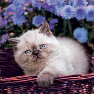 Fotografie k reklamnímu předmětu „NOTIQUE Grid calendar Kittens 2027, 30 x 30 cm“