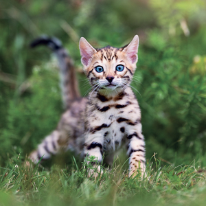 Fotografie k reklamnímu předmětu „NOTIQUE Grid calendar Kittens 2027, 30 x 30 cm“