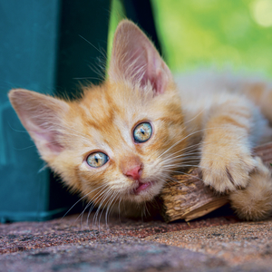 Fotografie k reklamnímu předmětu „NOTIQUE Grid calendar Kittens 2027, 30 x 30 cm“