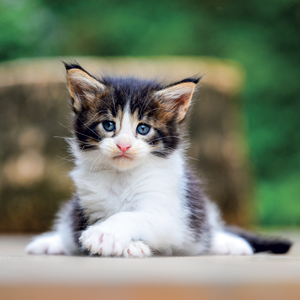 Fotografie k reklamnímu předmětu „NOTIQUE Grid calendar Kittens 2027, 30 x 30 cm“