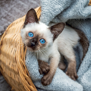 Fotografie k reklamnímu předmětu „NOTIQUE Grid calendar Kittens 2027, 30 x 30 cm“