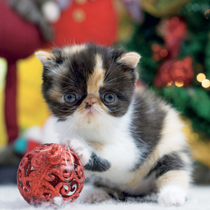 Fotografie k reklamnímu předmětu „NOTIQUE Grid calendar Kittens 2027, 30 x 30 cm“