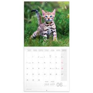 Fotografie k reklamnímu předmětu „NOTIQUE Grid calendar Kittens 2027, 30 x 30 cm“