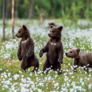Fotografie k reklamnímu předmětu „NOTIQUE Grid calendar Animal Cuties 2027, 30 x 30 cm“