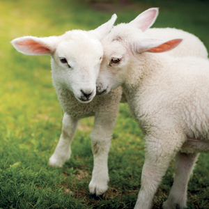 Fotografie k reklamnímu předmětu „NOTIQUE Grid calendar Animal Cuties 2027, 30 x 30 cm“