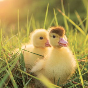 Fotografie k reklamnímu předmětu „NOTIQUE Grid calendar Animal Cuties 2027, 30 x 30 cm“