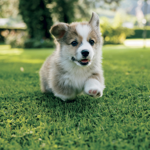 Fotografie k reklamnímu předmětu „NOTIQUE Grid calendar Animal Cuties 2027, 30 x 30 cm“