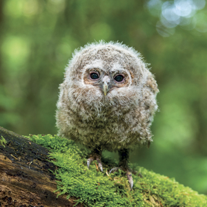 Fotografie k reklamnímu předmětu „NOTIQUE Grid calendar Animal Cuties 2027, 30 x 30 cm“