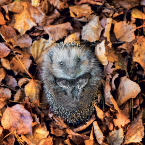 Fotografie k reklamnímu předmětu „NOTIQUE Grid calendar Animal Cuties 2027, 30 x 30 cm“