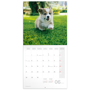 Fotografie k reklamnímu předmětu „NOTIQUE Grid calendar Animal Cuties 2027, 30 x 30 cm“