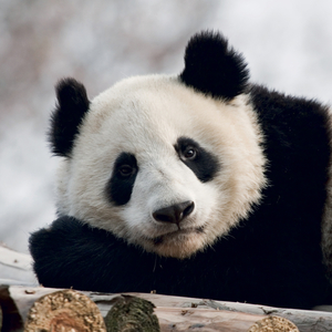 Fotografie k reklamnímu předmětu „NOTIQUE Grid calendar Pandas 2027, 30 x 30 cm“