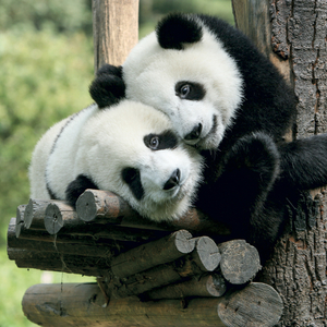 Fotografie k reklamnímu předmětu „NOTIQUE Grid calendar Pandas 2027, 30 x 30 cm“
