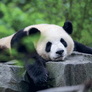 Fotografie k reklamnímu předmětu „NOTIQUE Grid calendar Pandas 2027, 30 x 30 cm“