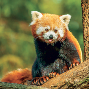 Fotografie k reklamnímu předmětu „NOTIQUE Grid calendar Pandas 2027, 30 x 30 cm“