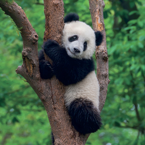 Fotografie k reklamnímu předmětu „NOTIQUE Grid calendar Pandas 2027, 30 x 30 cm“