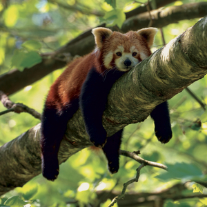 Fotografie k reklamnímu předmětu „NOTIQUE Grid calendar Pandas 2027, 30 x 30 cm“