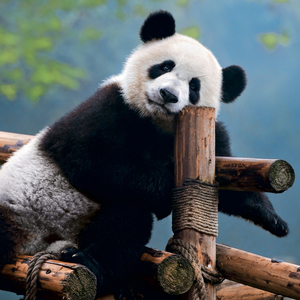 Fotografie k reklamnímu předmětu „NOTIQUE Grid calendar Pandas 2027, 30 x 30 cm“