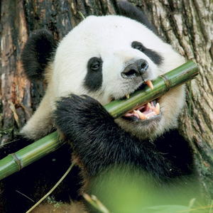 Fotografie k reklamnímu předmětu „NOTIQUE Grid calendar Pandas 2027, 30 x 30 cm“