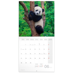 Fotografie k reklamnímu předmětu „NOTIQUE Grid calendar Pandas 2027, 30 x 30 cm“