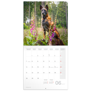 Fotografie k reklamnímu předmětu „NOTIQUE Poznámkový kalendář Psi 2027, 30 x 30 cm“