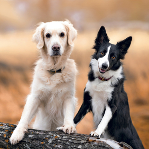 Fotografie k reklamnímu předmětu „NOTIQUE Grid calendar Dogs 2027, 30 x 30 cm“
