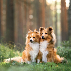 Fotografie k reklamnímu předmětu „NOTIQUE Grid calendar Dogs 2027, 30 x 30 cm“