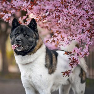 Fotografie k reklamnímu předmětu „NOTIQUE Grid calendar Dogs 2027, 30 x 30 cm“