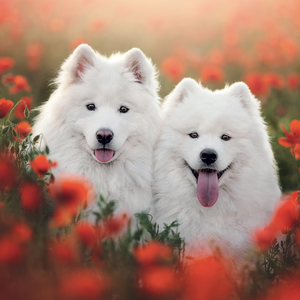 Fotografie k reklamnímu předmětu „NOTIQUE Grid calendar Dogs 2027, 30 x 30 cm“
