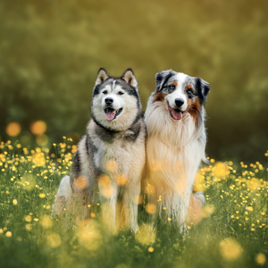 Fotografie k reklamnímu předmětu „NOTIQUE Grid calendar Dogs 2027, 30 x 30 cm“