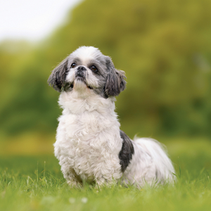Fotografie k reklamnímu předmětu „NOTIQUE Grid calendar Dogs 2027, 30 x 30 cm“