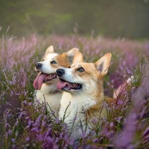 Fotografie k reklamnímu předmětu „NOTIQUE Grid calendar Dogs 2027, 30 x 30 cm“