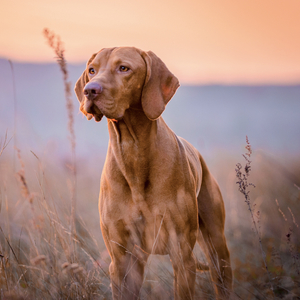 Fotografie k reklamnímu předmětu „NOTIQUE Grid calendar Dogs 2027, 30 x 30 cm“