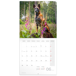 Fotografie k reklamnímu předmětu „NOTIQUE Grid calendar Dogs 2027, 30 x 30 cm“
