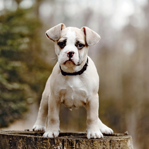 Fotografie k reklamnímu předmětu „NOTIQUE Grid calendar Puppies 2027, 30 x 30 cm“
