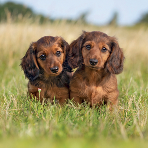 Fotografie k reklamnímu předmětu „NOTIQUE Grid calendar Puppies 2027, 30 x 30 cm“