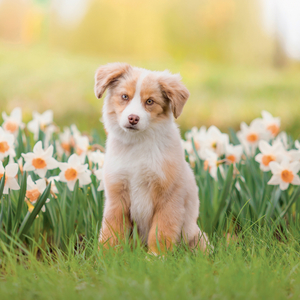 Fotografie k reklamnímu předmětu „NOTIQUE Grid calendar Puppies 2027, 30 x 30 cm“