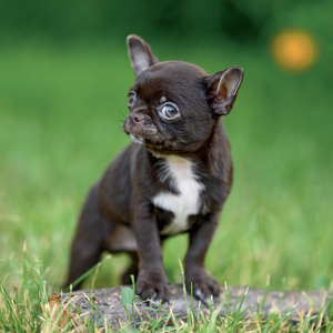 Fotografie k reklamnímu předmětu „NOTIQUE Grid calendar Puppies 2027, 30 x 30 cm“