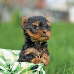 Fotografie k reklamnímu předmětu „NOTIQUE Grid calendar Puppies 2027, 30 x 30 cm“