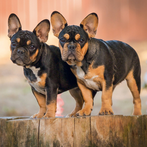 Fotografie k reklamnímu předmětu „NOTIQUE Grid calendar Puppies 2027, 30 x 30 cm“