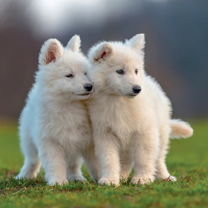 Fotografie k reklamnímu předmětu „NOTIQUE Grid calendar Puppies 2027, 30 x 30 cm“