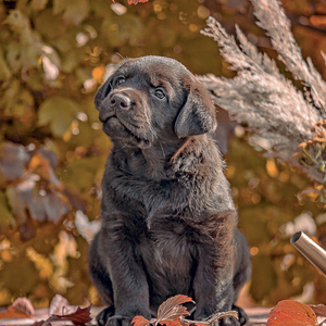 Fotografie k reklamnímu předmětu „NOTIQUE Grid calendar Puppies 2027, 30 x 30 cm“