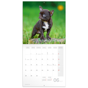 Fotografie k reklamnímu předmětu „NOTIQUE Grid calendar Puppies 2027, 30 x 30 cm“