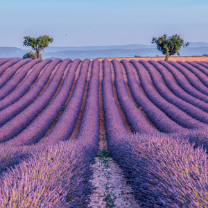 Fotografie k reklamnímu předmětu „NOTIQUE Grid calendar Provence 2027, 30 x 30 cm“