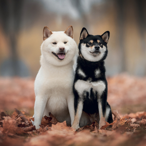 Fotografie k reklamnímu předmětu „NOTIQUE Grid calendar Happy Doge 2027, 30 x 30 cm“