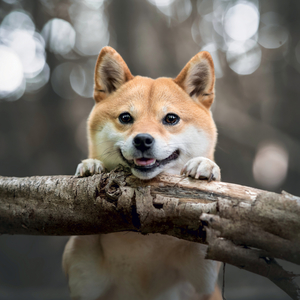 Fotografie k reklamnímu předmětu „NOTIQUE Grid calendar Happy Doge 2027, 30 x 30 cm“