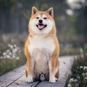 Fotografie k reklamnímu předmětu „NOTIQUE Grid calendar Happy Doge 2027, 30 x 30 cm“