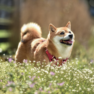 Fotografie k reklamnímu předmětu „NOTIQUE Grid calendar Happy Doge 2027, 30 x 30 cm“