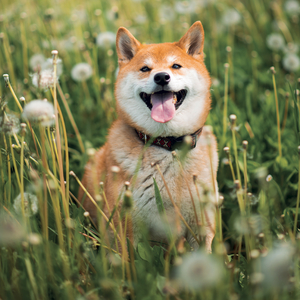 Fotografie k reklamnímu předmětu „NOTIQUE Grid calendar Happy Doge 2027, 30 x 30 cm“