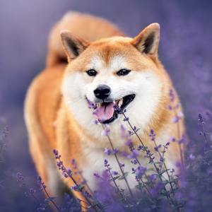 Fotografie k reklamnímu předmětu „NOTIQUE Grid calendar Happy Doge 2027, 30 x 30 cm“